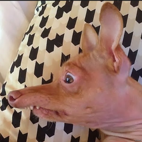 Собака похожая на крысу