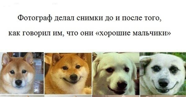 Хороший мальчик собака Мем