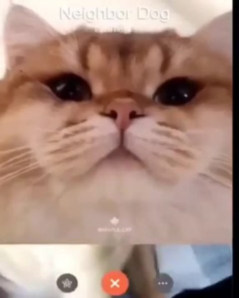 Котик по фейстайму