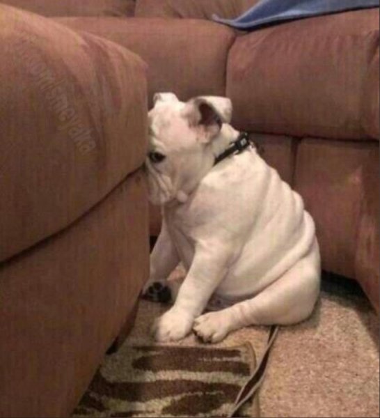 Обиженная собака прикол