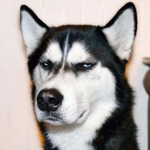 Хаски эмоции