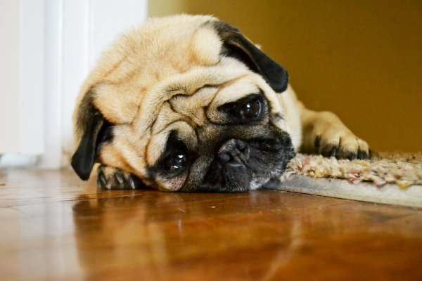 Грустный Мопс