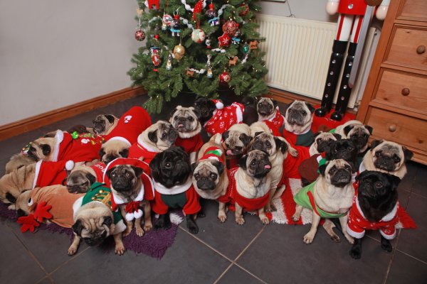 Мопс новый год