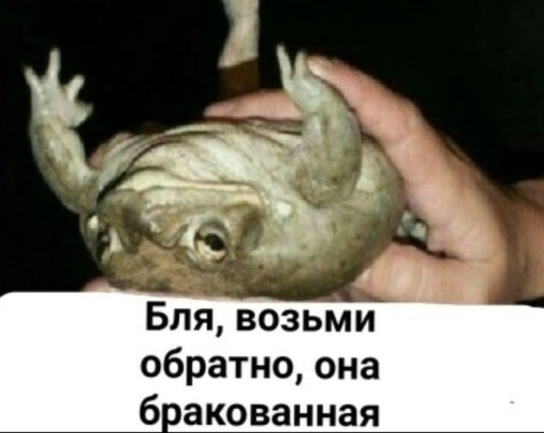 Держи жабу