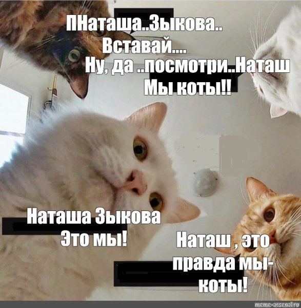 Насть вставай коты