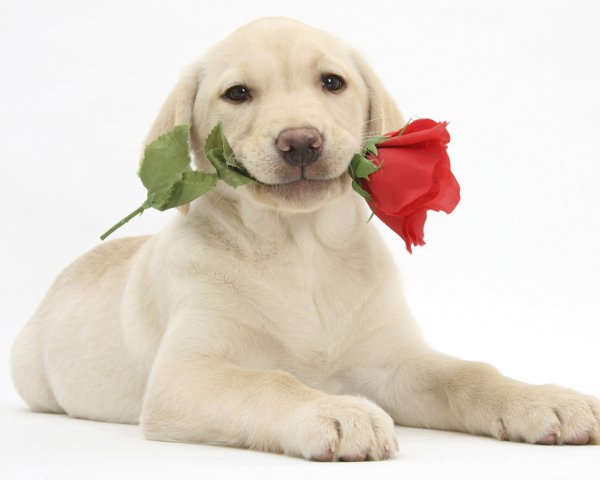 Лабрадор ретривер