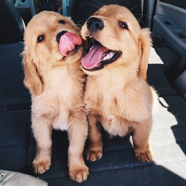 Забавные собаки