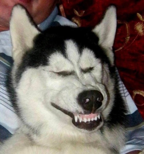 Упоротый хаски