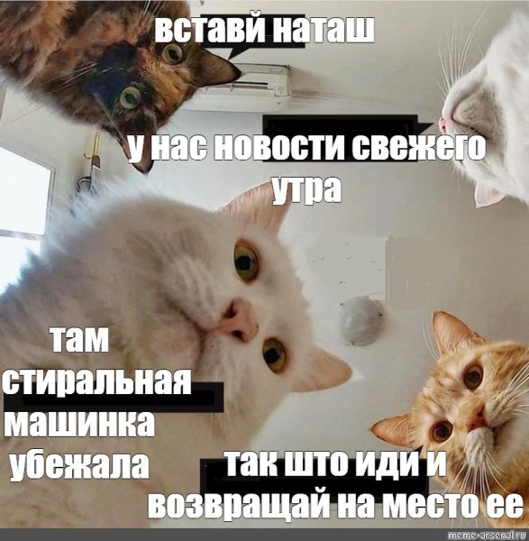 Коты поздравляют Наташу с днем рождения