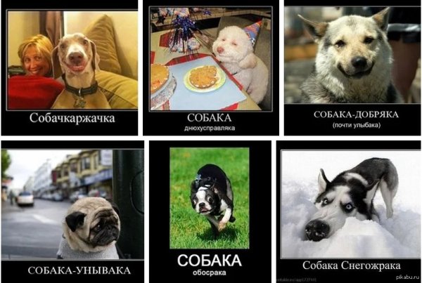 Собака Мем