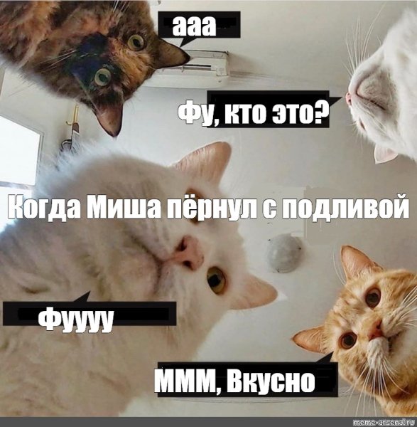 Коты мемы фу
