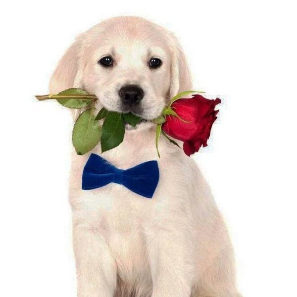 Щенок с букетом