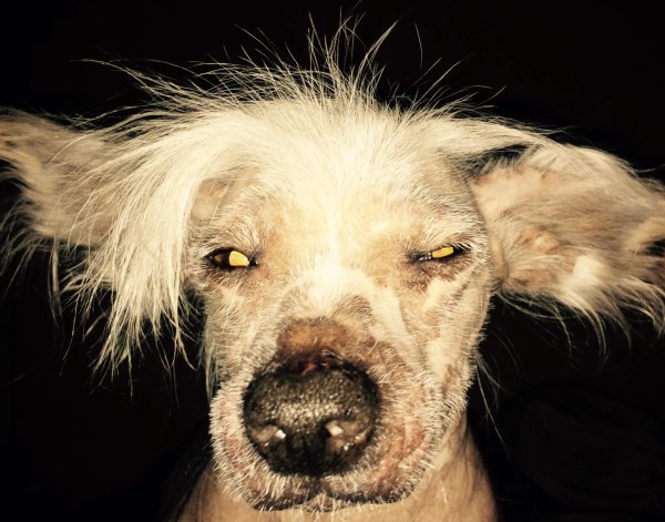 Сонная растрепанная собака