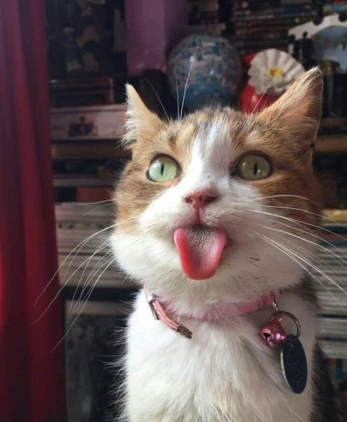 Кот с высунутым языком