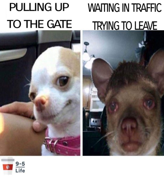 Чихуахуа с пузырьком в носу