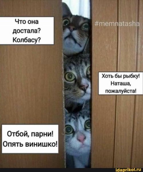 Мем Наташа и коты
