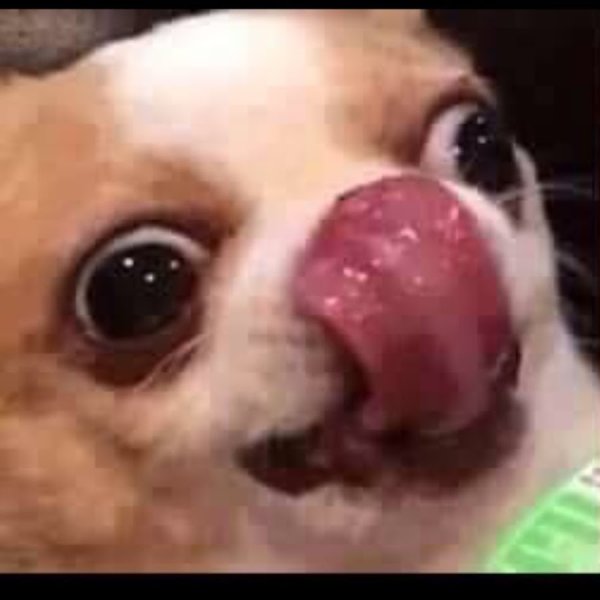 Чихуахуа облизывается