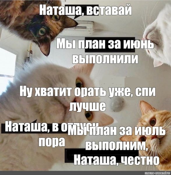 Коты Наташа отпуск