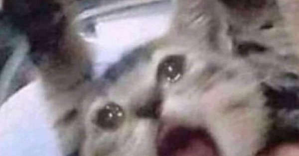 Плачущий кот кричит