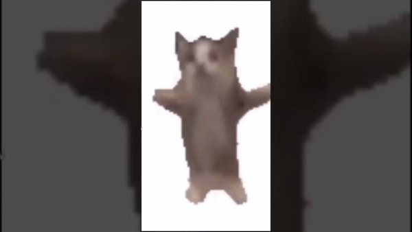 Танцующий кот Мем