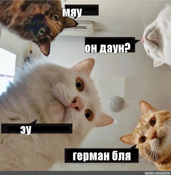 Мемы с котами и Наташей