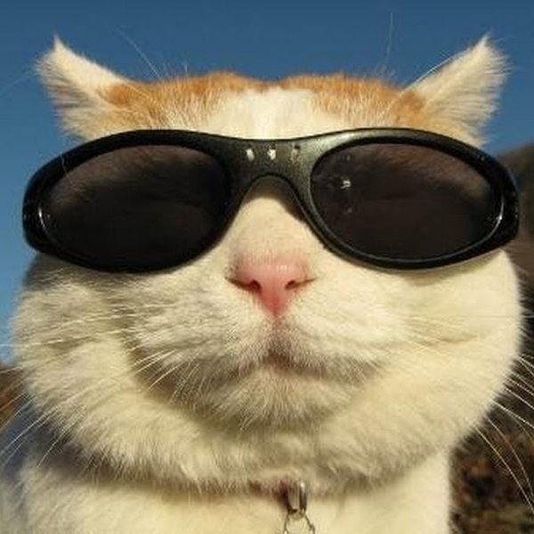 Коты всочках