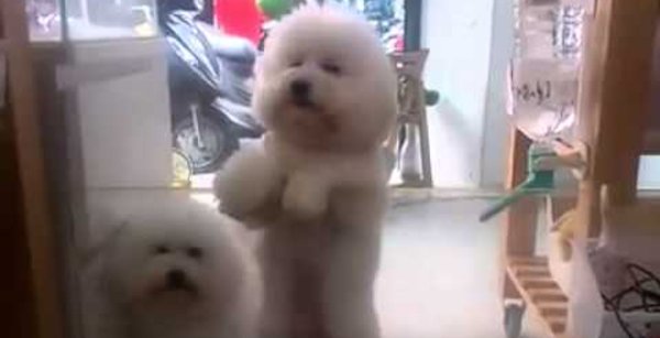 Белая собака танцует