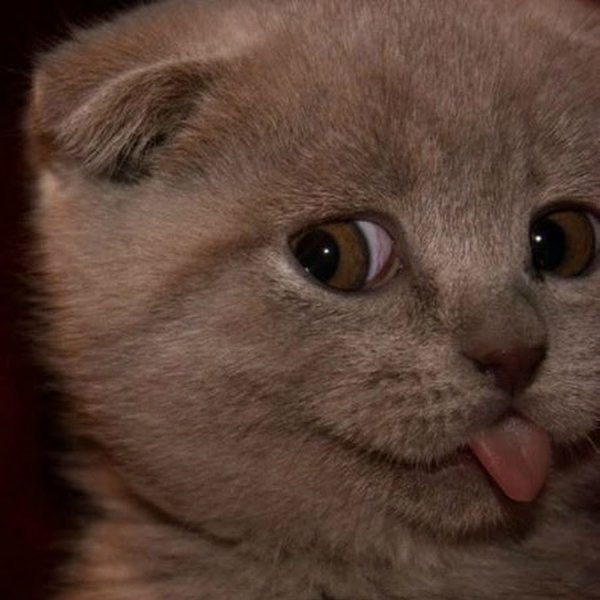 Кот подмигивает