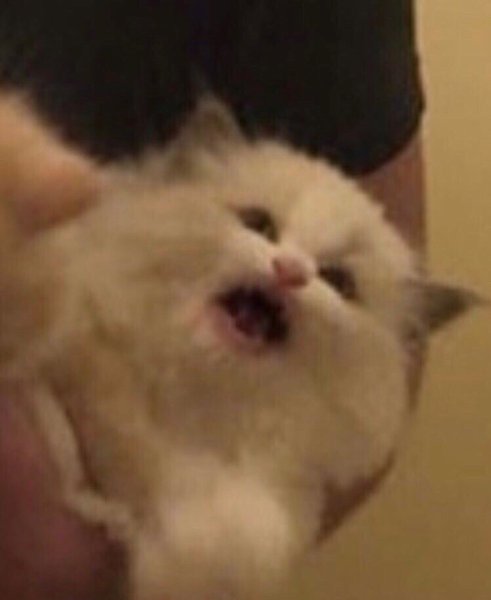 Мемы кричит на кота