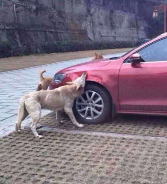 Собаки напали на машину