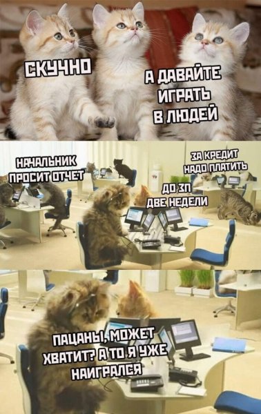 Кот Мем