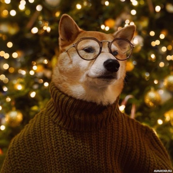 Акита ину Новогодняя
