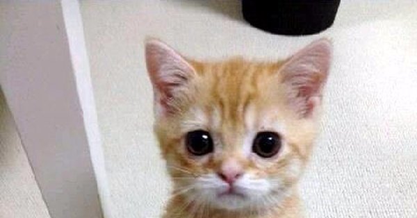 Эльгато котик Мем