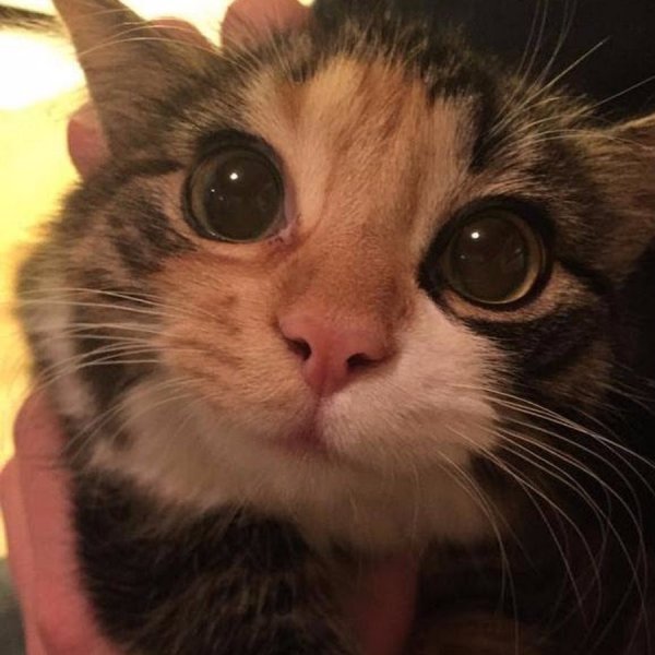 Милый взгляд кота