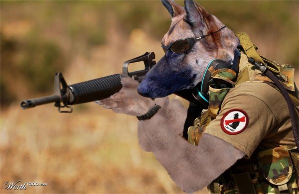 Собака с оружием