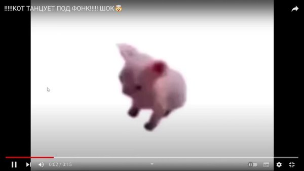 Кот танцует