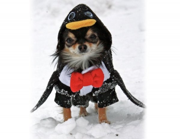 Чихуахуа в костюме