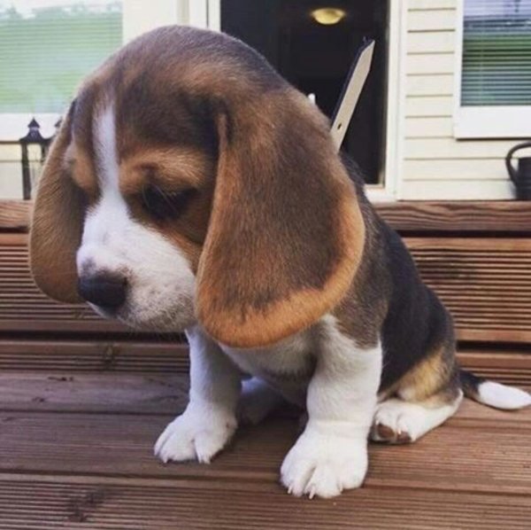 Керри Бигль