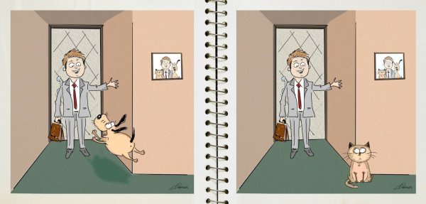 Разница между кошкой и собакой