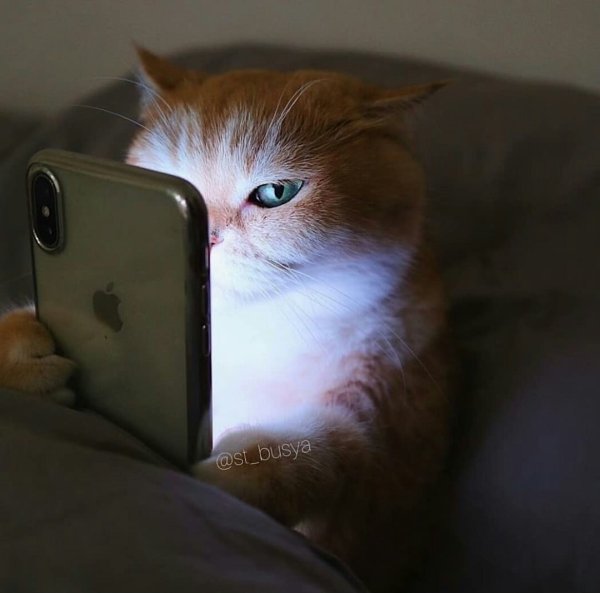 Сонный кот с телефоном
