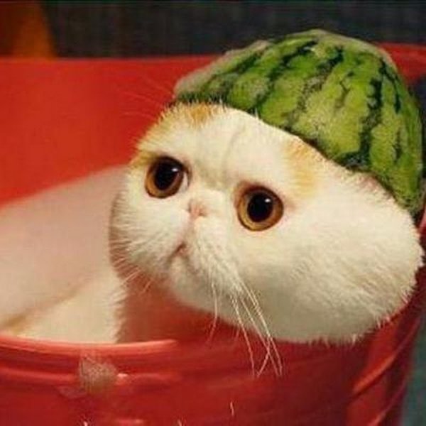 Кот в каске из арбуза