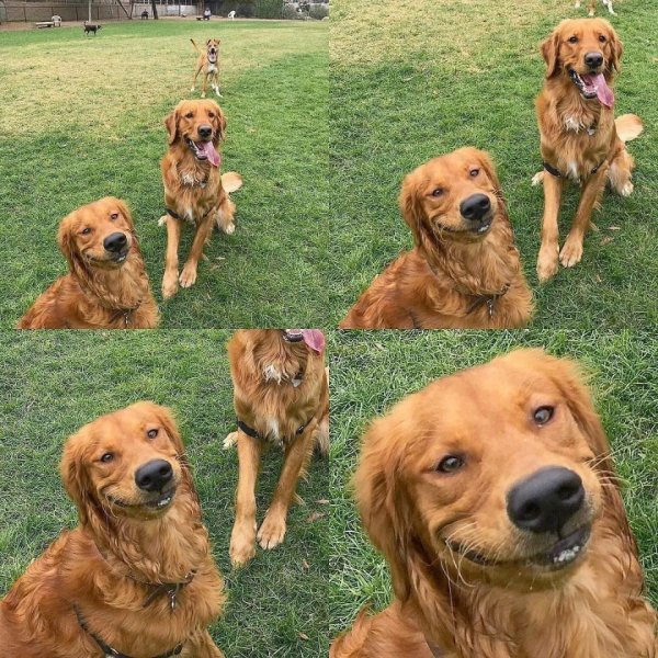 Смешные собаки мемы