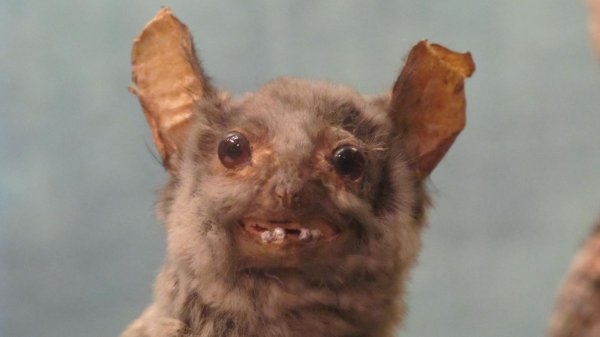 Мемы с крысами