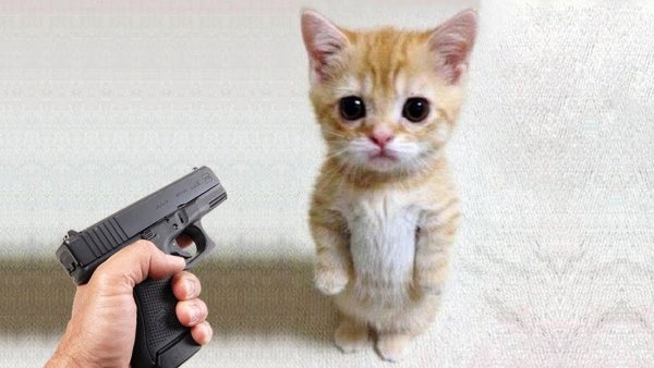 Мемы с котиками