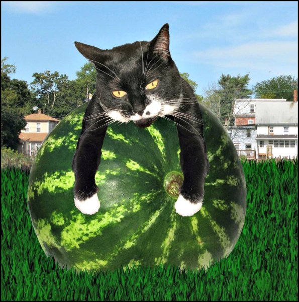 Кот на арбузе