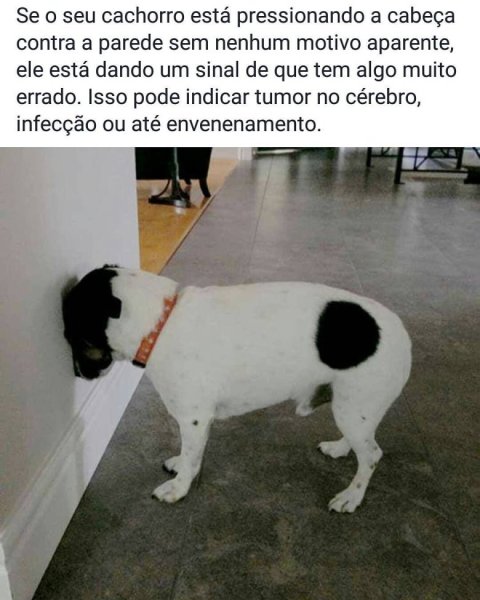 Собака провинилась