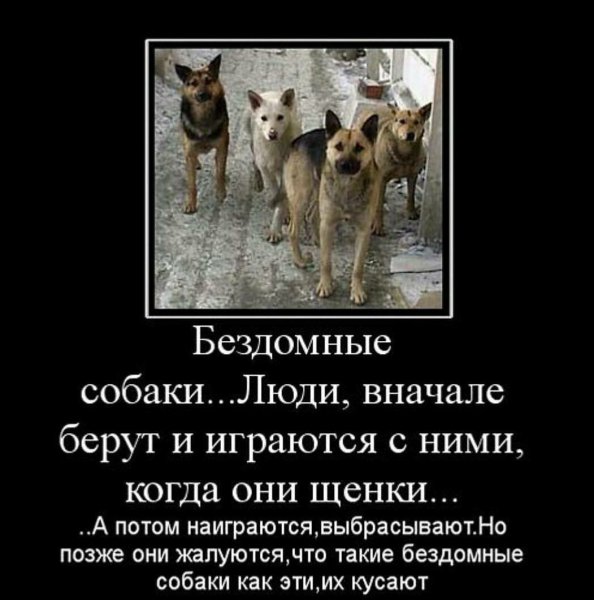 Бездомные собаки