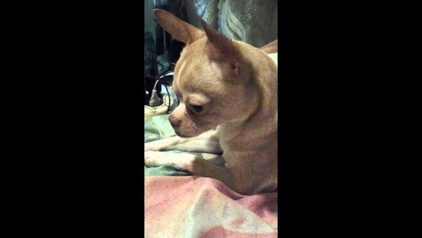 Груминг чихуахуа