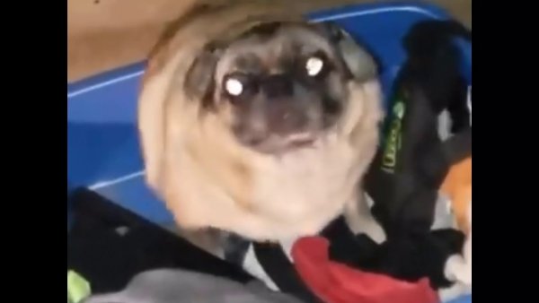 Танцующий Мопс Мем