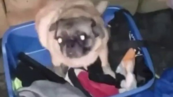 Мопс танцует